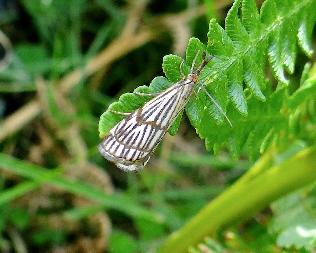 chrysocrambus craterella
